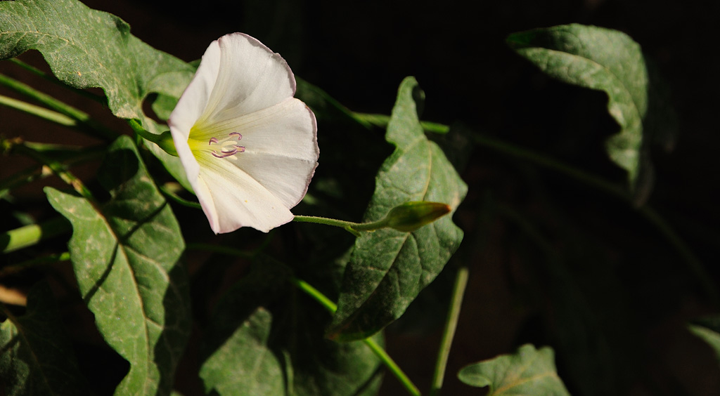 牵牛花+枸杞花+沙枣花+不知名花