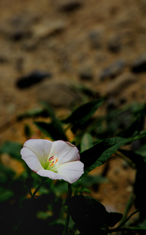 牵牛花+枸杞花+沙枣花+不知名花