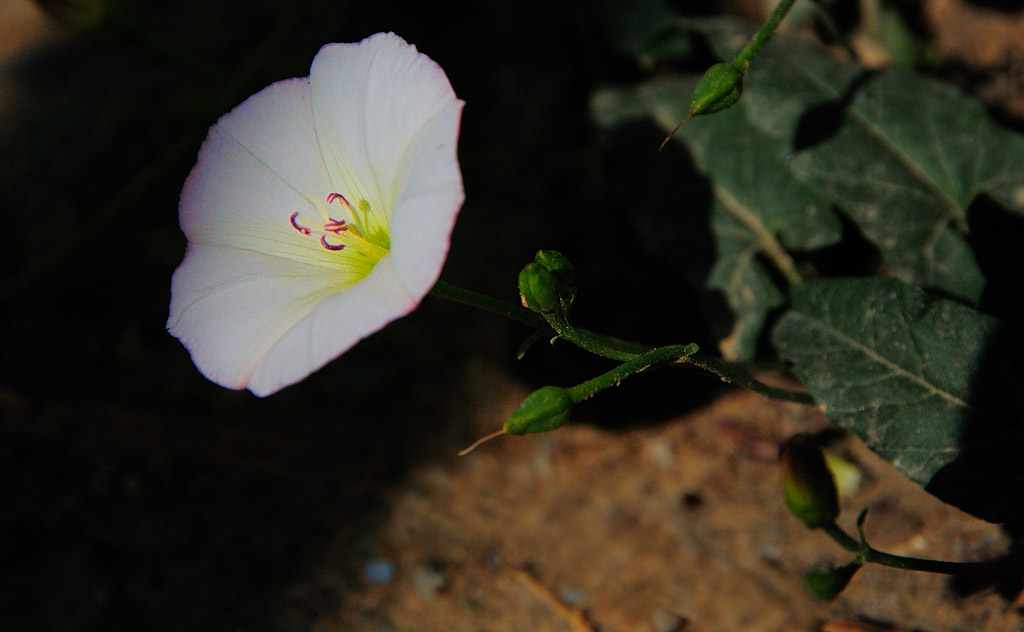牵牛花+枸杞花+沙枣花+不知名花