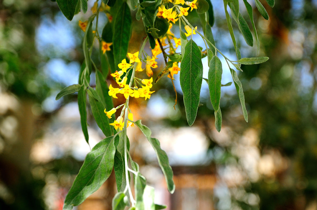 牵牛花+枸杞花+沙枣花+不知名花