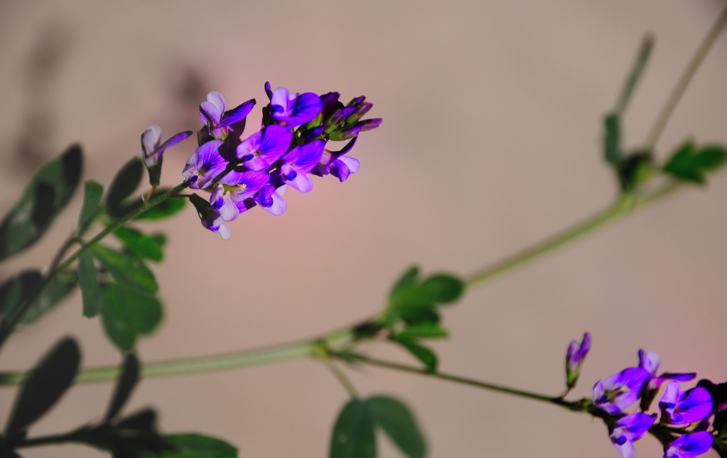牵牛花+枸杞花+沙枣花+不知名花