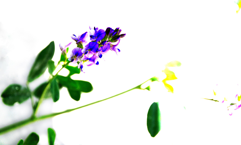 牵牛花+枸杞花+沙枣花+不知名花