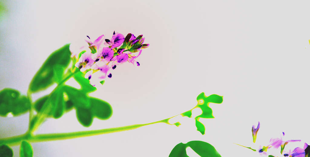 牵牛花+枸杞花+沙枣花+不知名花