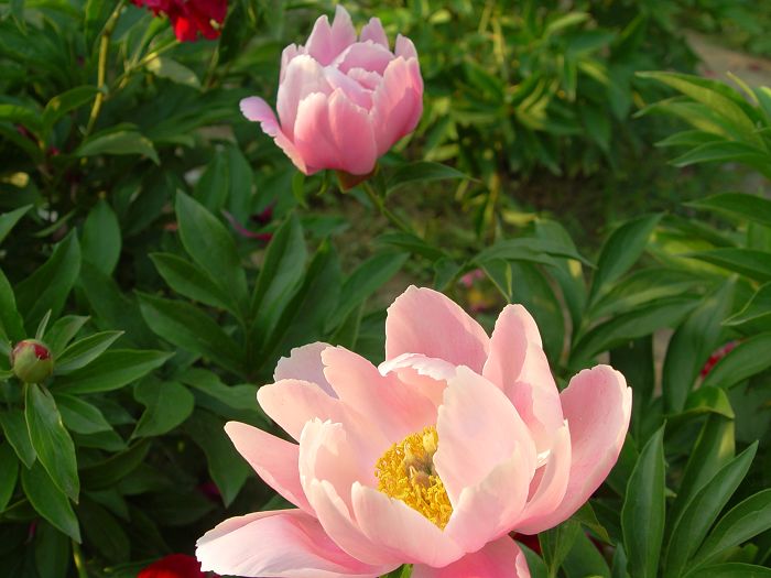 花香四溢