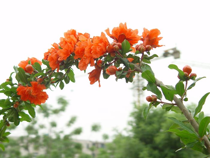 石榴花