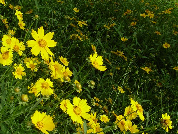 雏菊