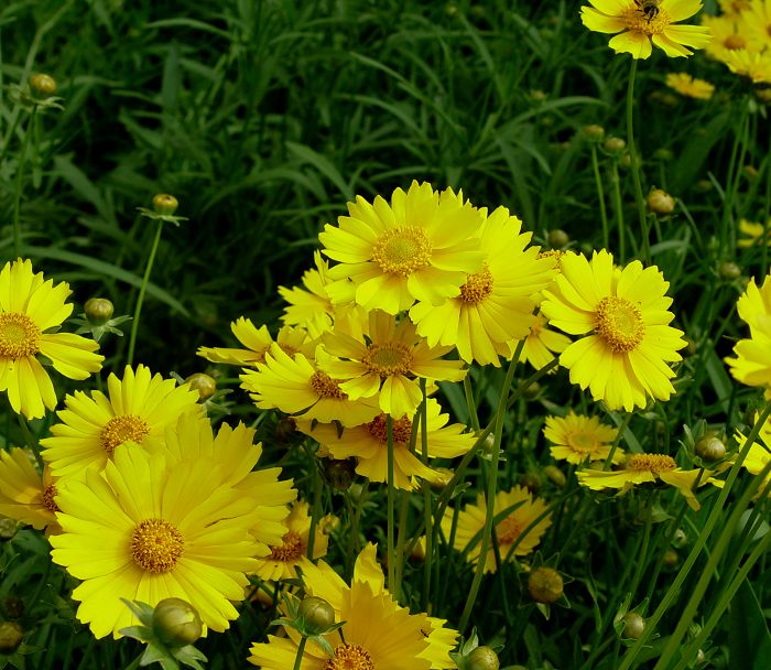 雏菊