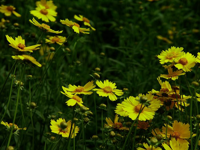 雏菊