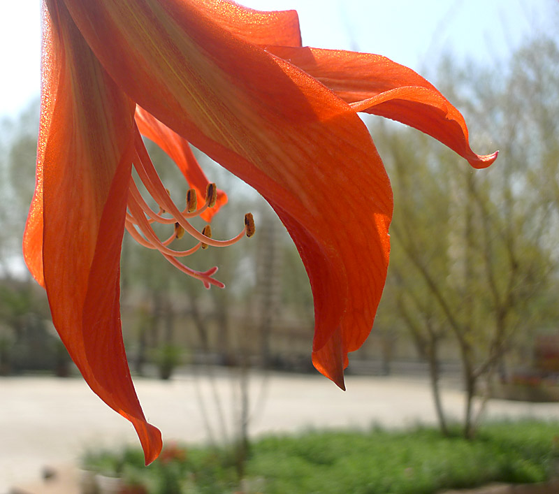 梅兰竹菊花卉帖