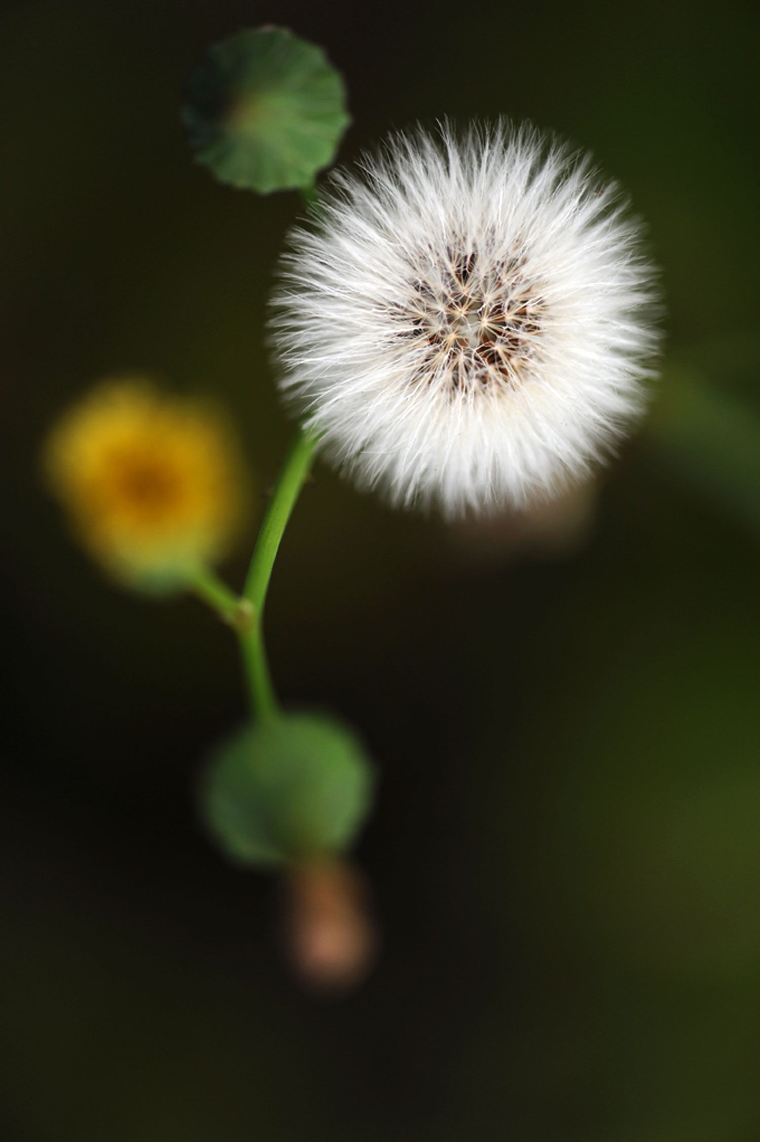 蜂恋花草