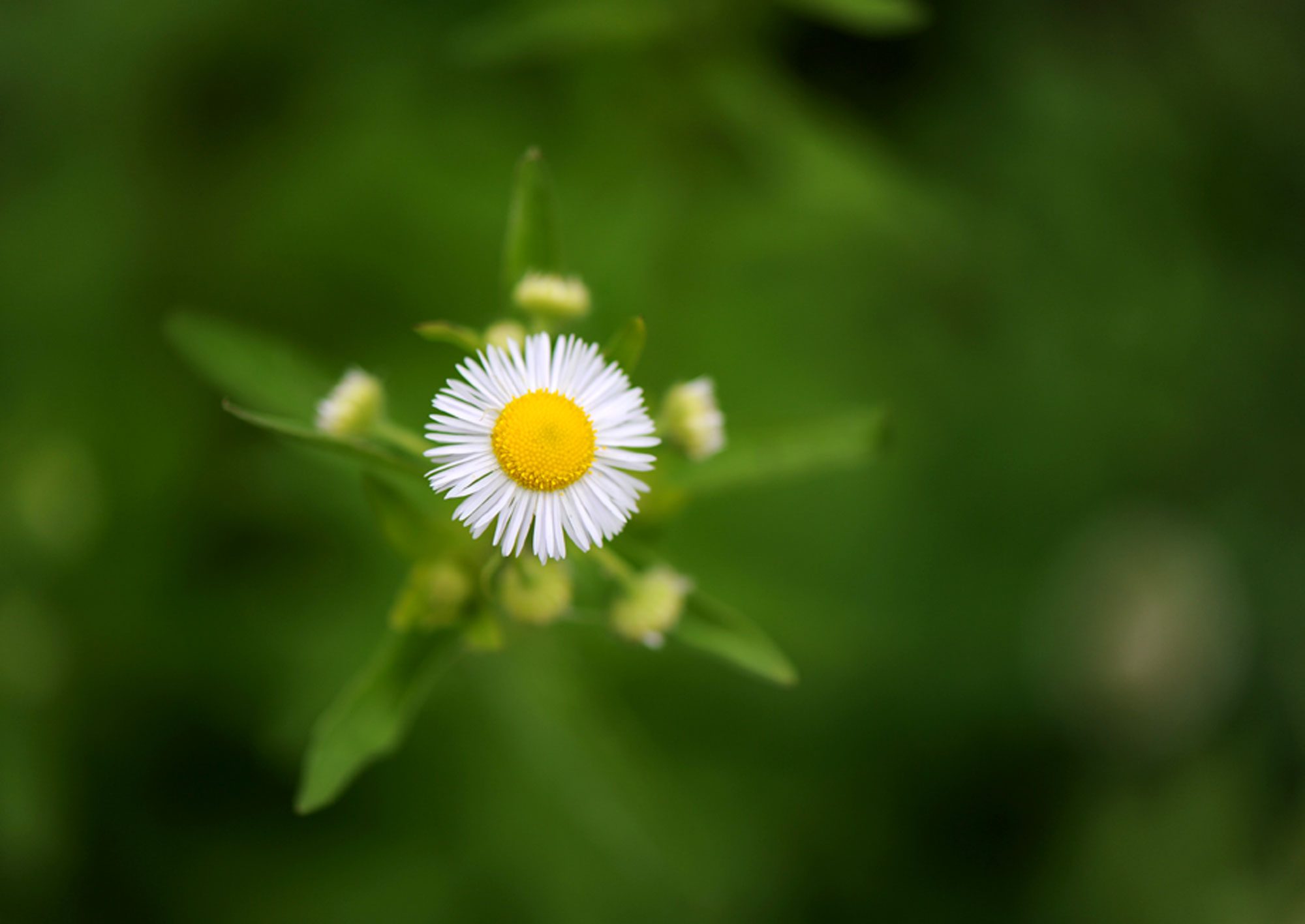 蜂恋花草