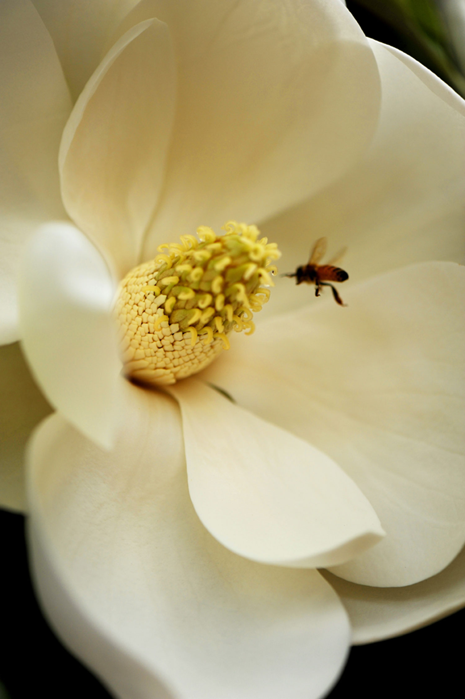 蜂恋花草