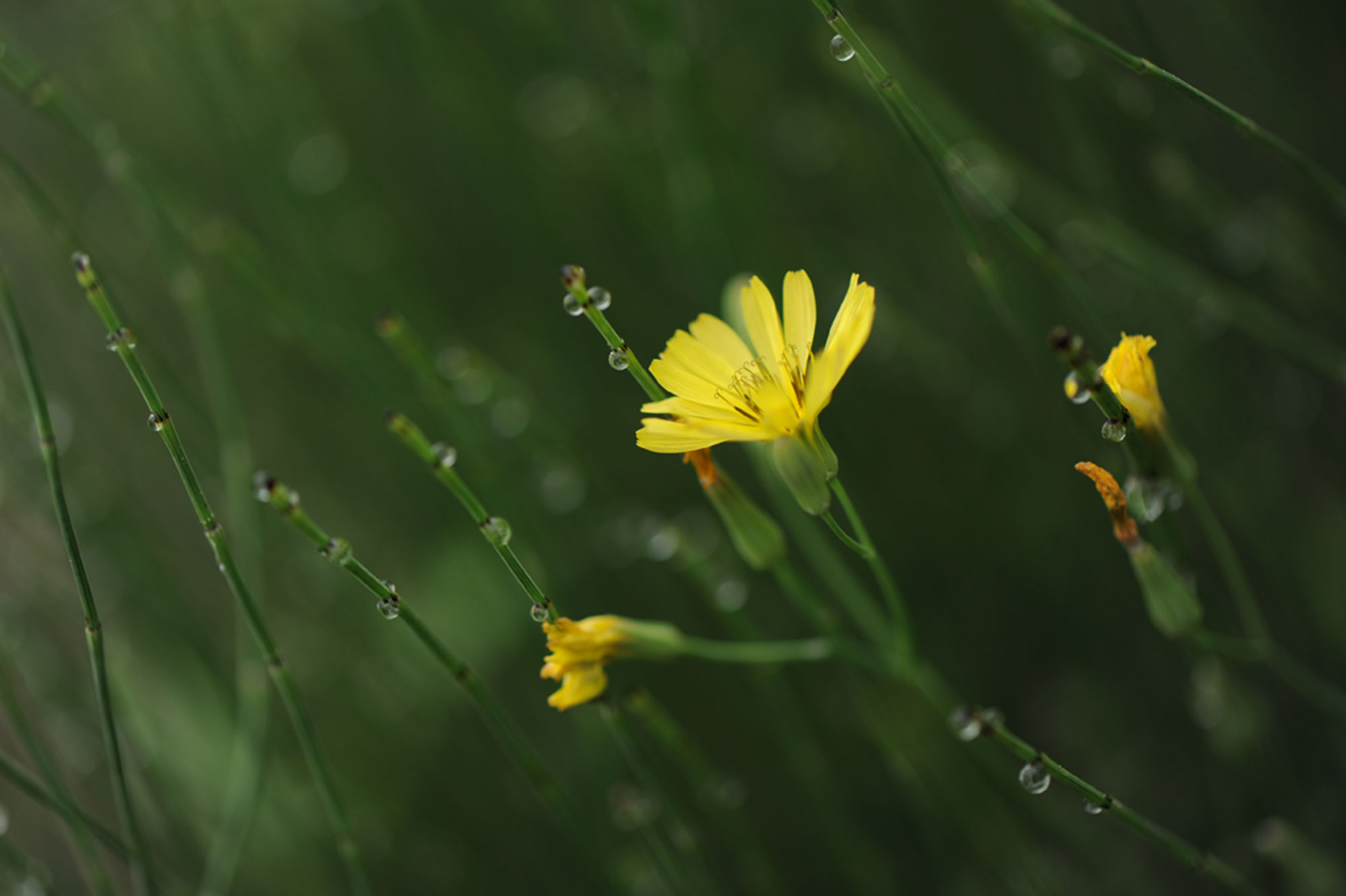 蜂恋花草