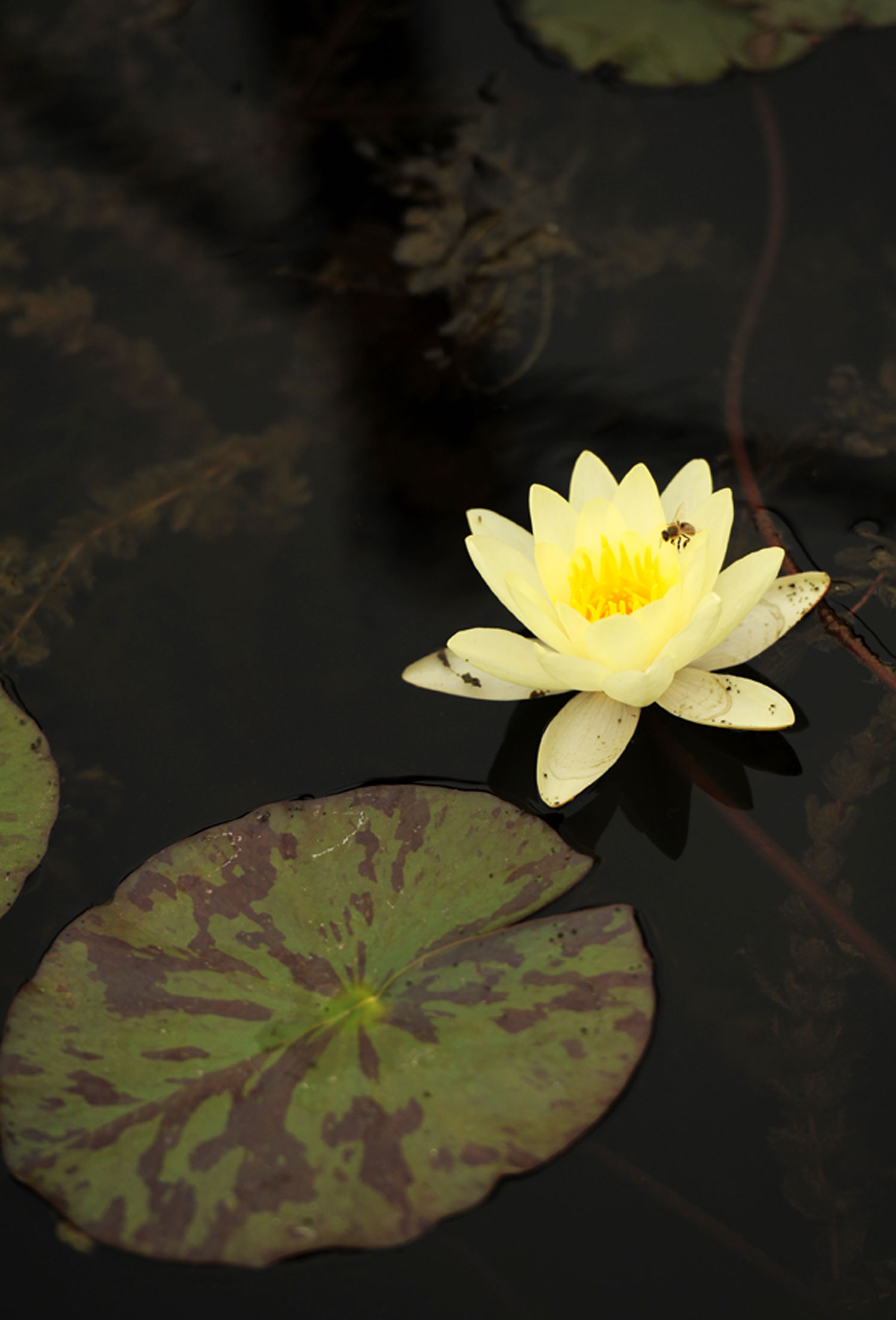 蜂恋花草