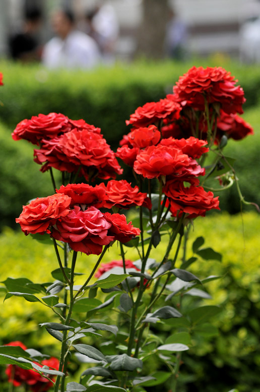 四季有花（超长版）