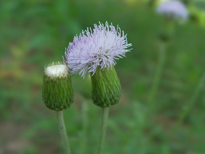 小花