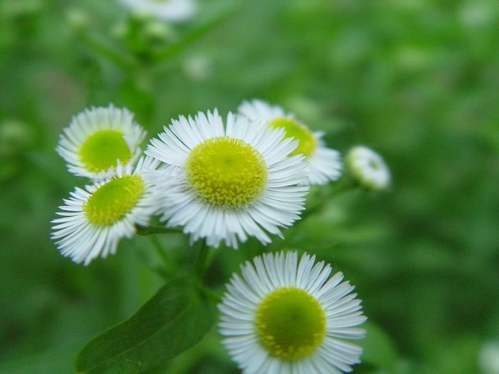 小花