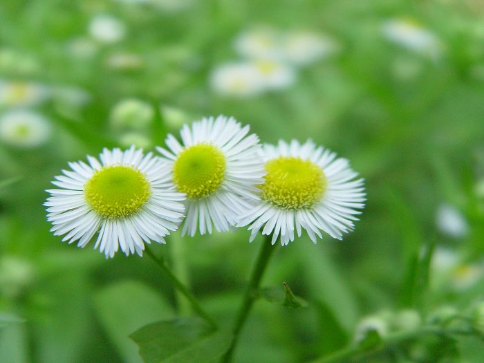 小花