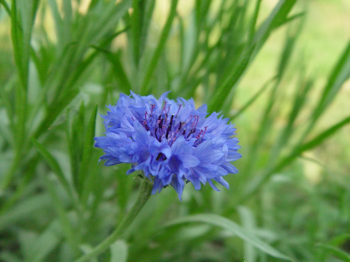 小花