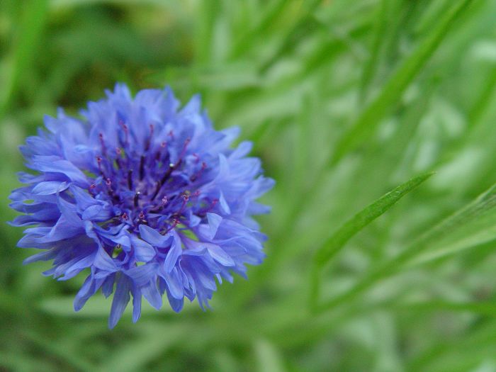 小花