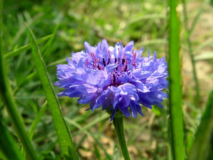 小花
