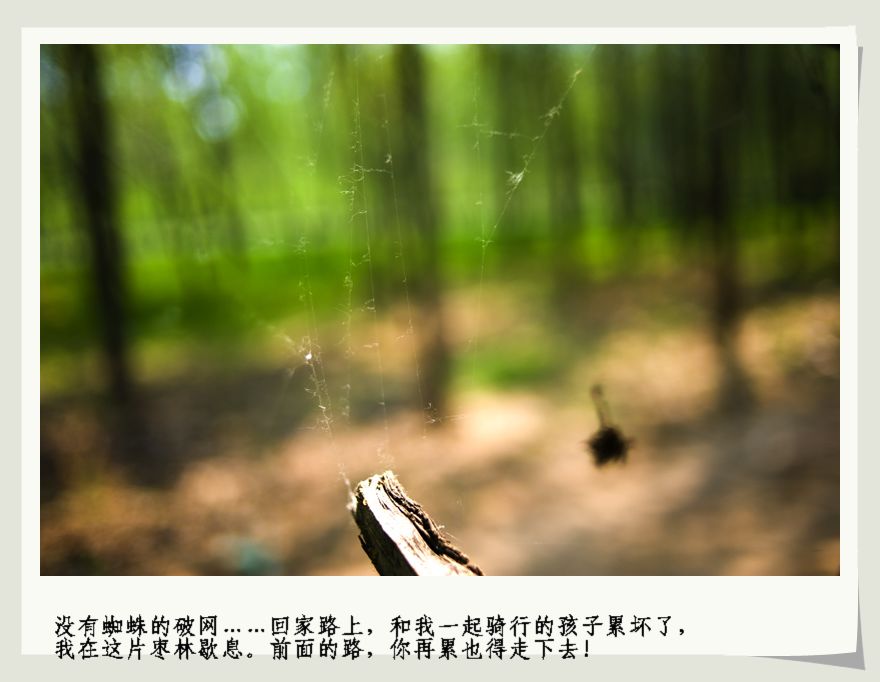 内黄商中宗陵怀古