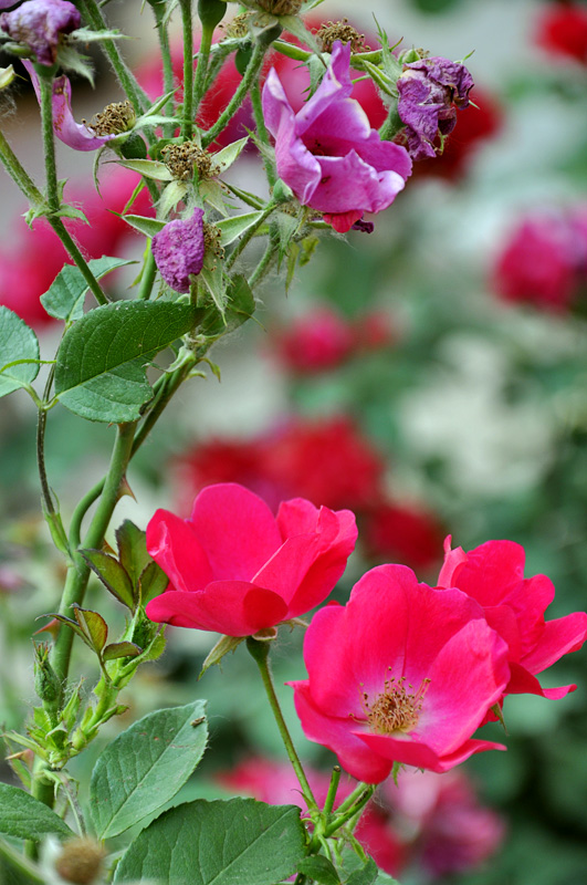 花花