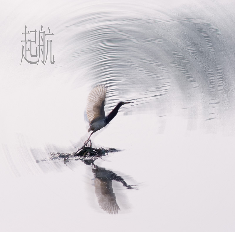 也发张鸟的
