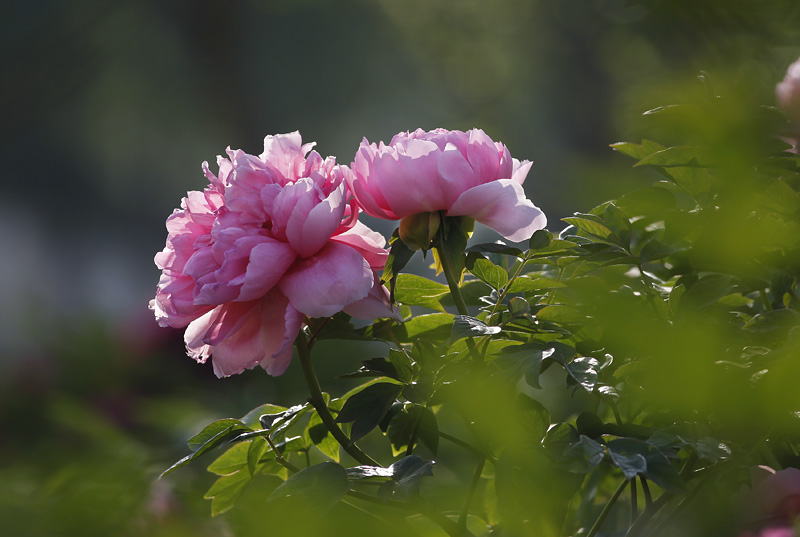那时花开（不断添加中）