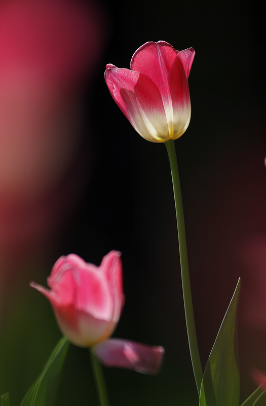 那时花开（不断添加中）