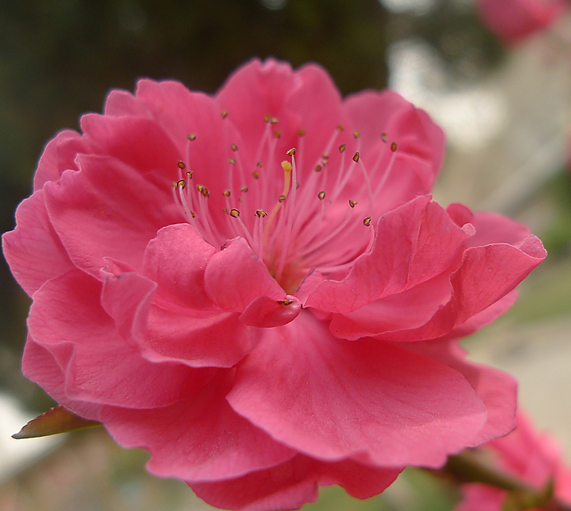 梅兰竹菊花卉帖