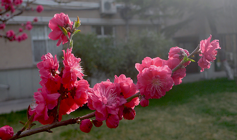 梅兰竹菊花卉帖