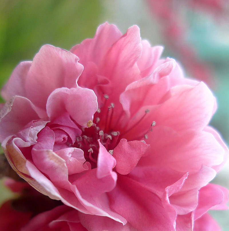 梅兰竹菊花卉帖