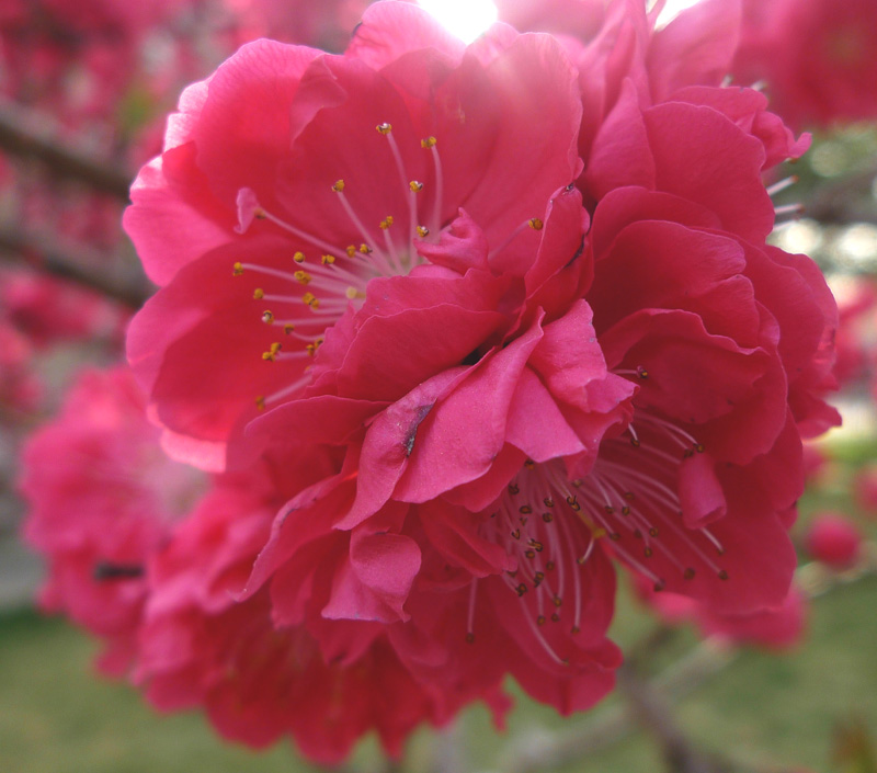 梅兰竹菊花卉帖