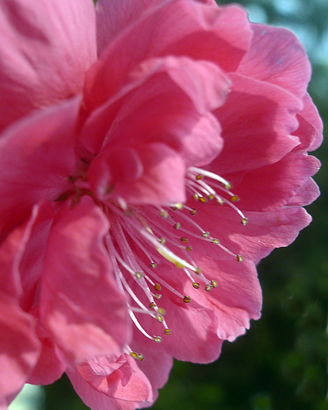 梅兰竹菊花卉帖