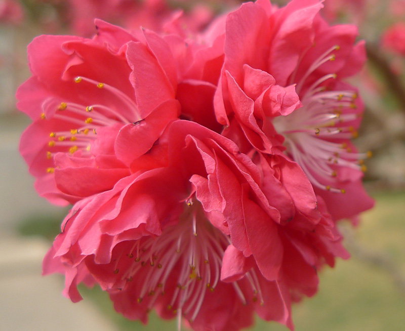 梅兰竹菊花卉帖
