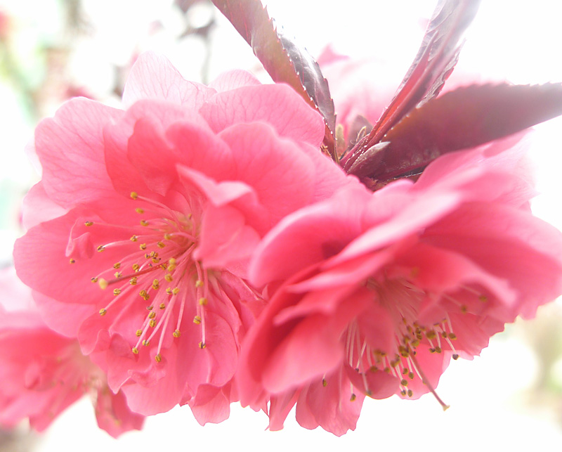 梅兰竹菊花卉帖