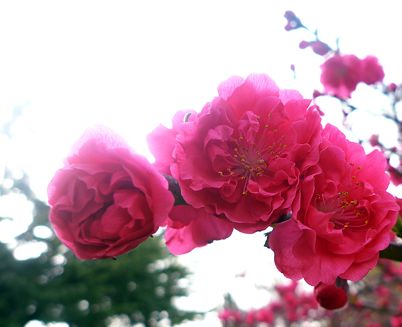 梅兰竹菊花卉帖
