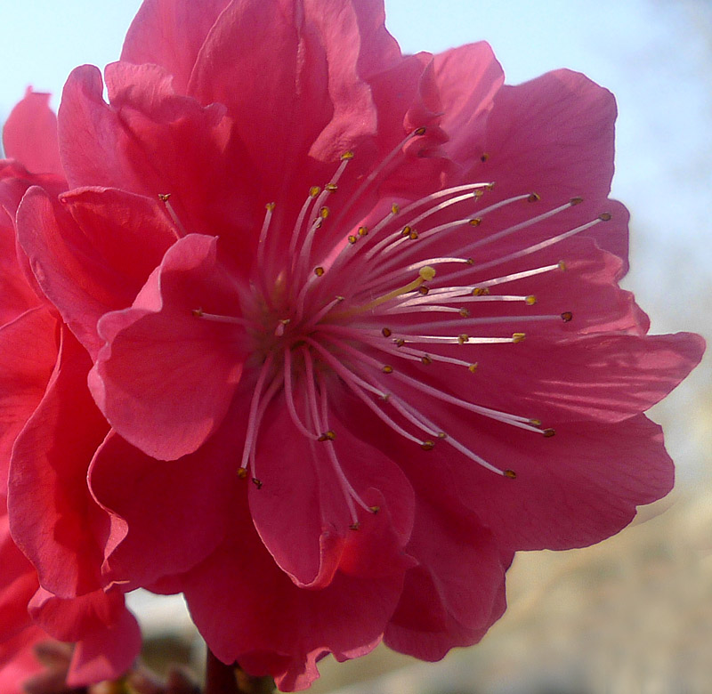 梅兰竹菊花卉帖