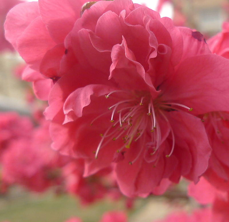 梅兰竹菊花卉帖