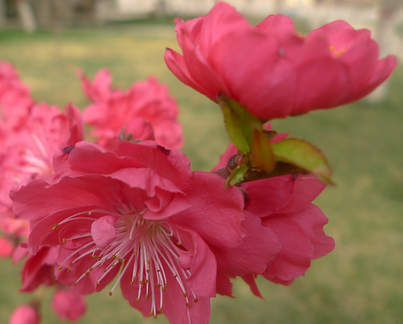 梅兰竹菊花卉帖