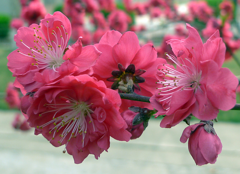 梅兰竹菊花卉帖