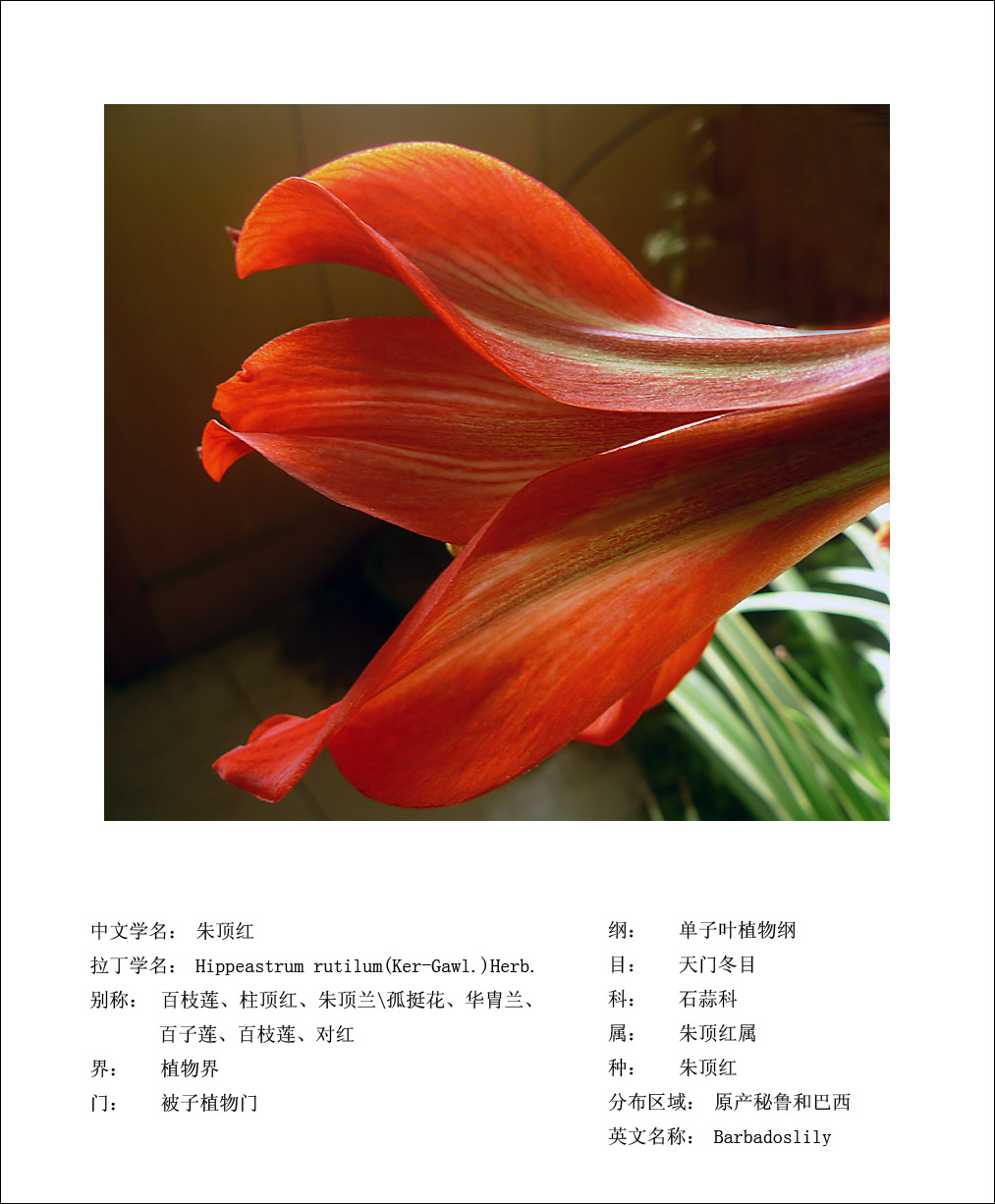 梅兰竹菊花卉帖