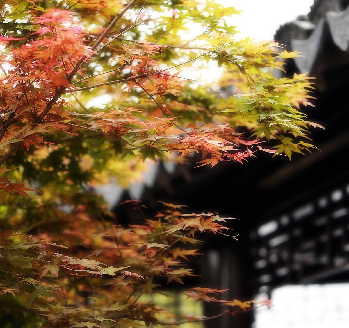 红叶