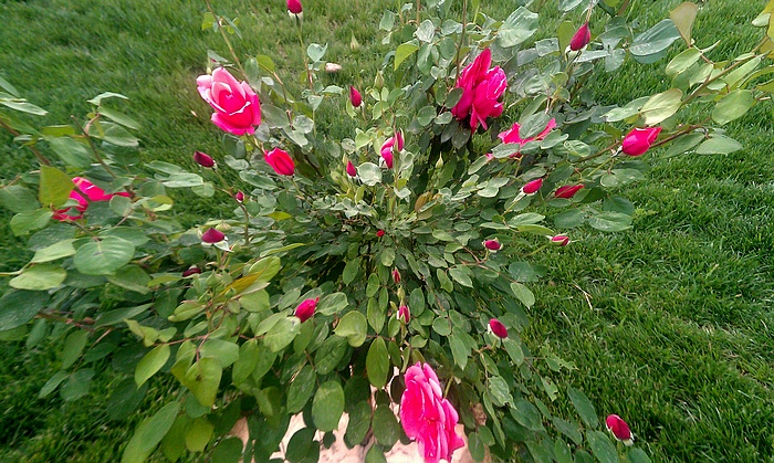 未名园随拍（手机）