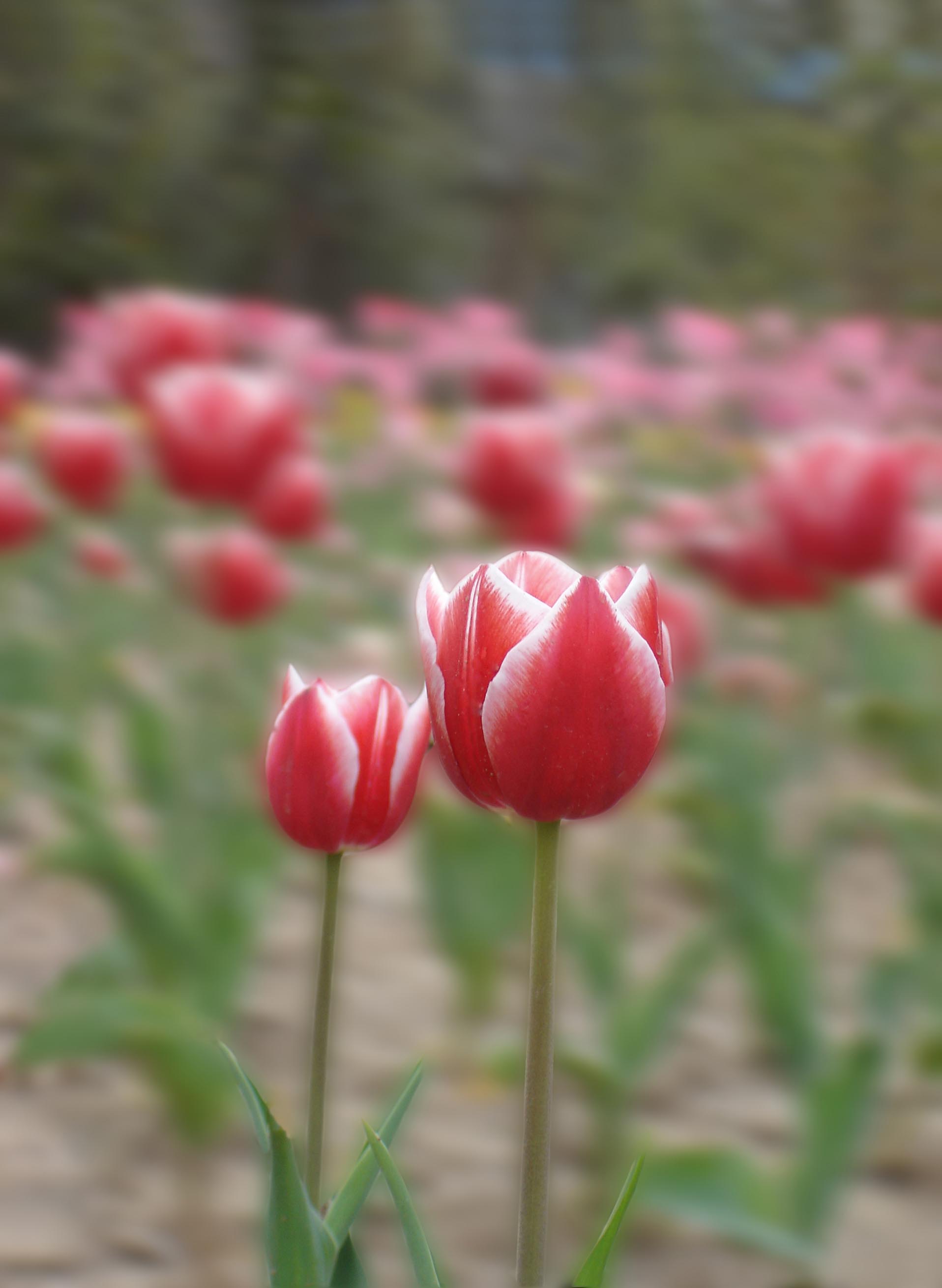 梅兰竹菊花卉帖
