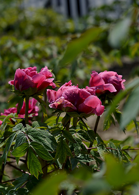 梅兰竹菊花卉帖