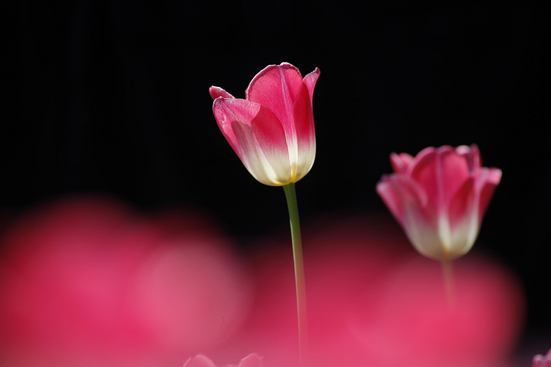那时花开（不断添加中）