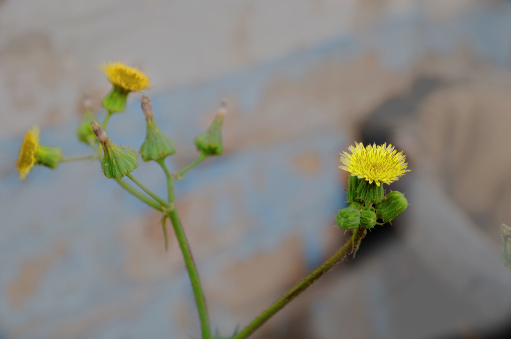 一朵小花