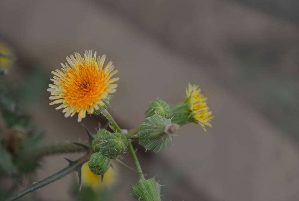 一朵小花